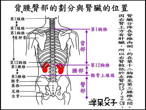 人中部 部位|人的腰部位置示意图